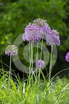 Allium hollandicum persian onion dutch garlic purple sensation flowering plant, ornamental flowers in bloom