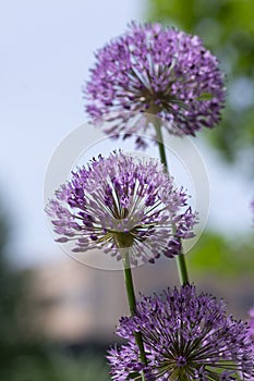 Allium hollandicum persian onion dutch garlic purple sensation flowering plant, ornamental flowers in bloom