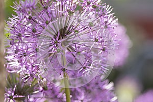 Allium hollandicum persian onion dutch garlic purple sensation flowering plant, ornamental flowers in bloom