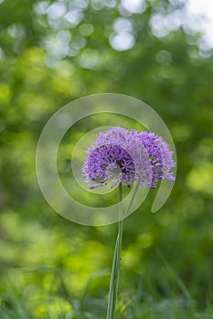 Allium hollandicum persian onion dutch garlic purple sensation flowering plant, ornamental flowers in bloom