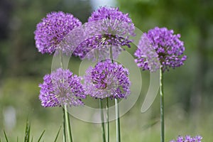 Allium hollandicum persian onion dutch garlic purple sensation flowering plant, ornamental flowers in bloom