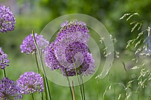 Allium hollandicum persian onion dutch garlic purple sensation flowering plant, ornamental flowers in bloom