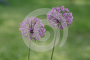 Allium hollandicum persian onion dutch garlic purple sensation flowering plant, ornamental flowers in bloom