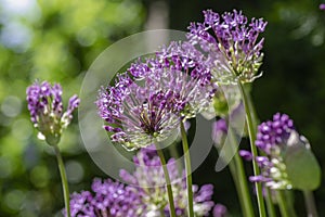 Allium hollandicum persian onion dutch garlic purple sensation flowering plant, ornamental flowers in bloom