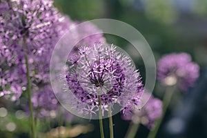 Allium hollandicum persian onion dutch garlic purple sensation flowering plant, ornamental flowers in bloom