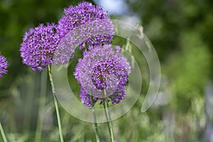 Allium hollandicum persian onion dutch garlic purple sensation flowering plant, ornamental flowers in bloom