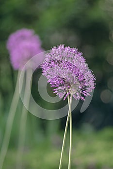 Allium hollandicum persian onion dutch garlic purple sensation flowering plant, ornamental flowers in bloom