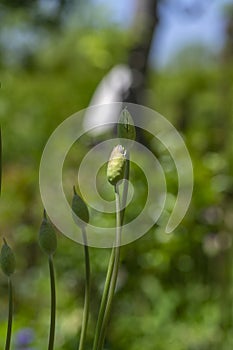 Allium hollandicum persian onion dutch garlic purple sensation flowering plant, ornamental flowers in bloom