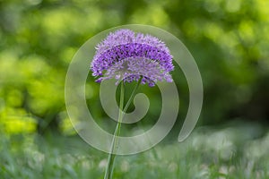 Allium hollandicum persian onion dutch garlic purple sensation flowering plant, ornamental flowers in bloom