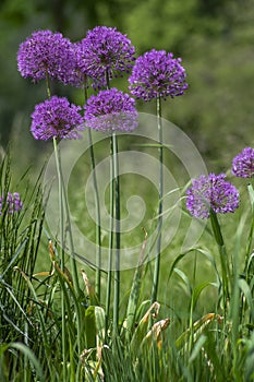 Allium hollandicum persian onion dutch garlic purple sensation flowering plant, ornamental flowers in bloom