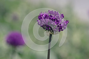 Allium hollandicum persian onion dutch garlic purple sensation flowering plant, ornamental flowers in bloom