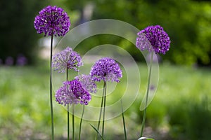 Allium hollandicum persian onion dutch garlic purple sensation flowering plant, ornamental flowers in bloom