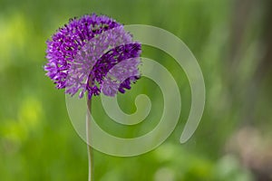 Allium hollandicum persian onion dutch garlic purple sensation flowering plant, ornamental flowers in bloom