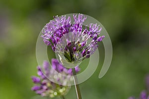 Allium hollandicum persian onion dutch garlic purple sensation flowering plant, ornamental flowers in bloom