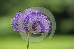 Allium hollandicum persian onion dutch garlic purple sensation flowering plant, ornamental flowers in bloom