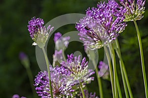 Allium hollandicum persian onion dutch garlic purple sensation flowering plant, ornamental flowers in bloom