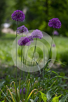 Allium hollandicum persian onion dutch garlic purple sensation flowering plant, ornamental flowers in bloom