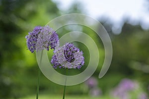 Allium hollandicum persian onion dutch garlic purple sensation flowering plant, ornamental flowers in bloom