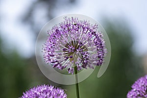 Allium hollandicum persian onion dutch garlic purple sensation flowering plant, ornamental flowers in bloom