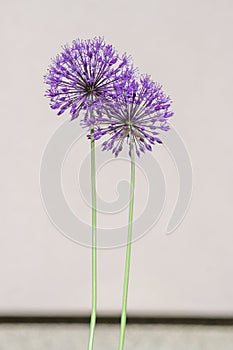 Allium hollandicum persian onion dutch garlic purple sensation flowering plant, ornamental flowers in bloom