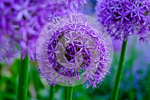 Allium hollandicum persian onion dutch garlic purple sensation rain flowering plant, ornamental flowers in bloom. a