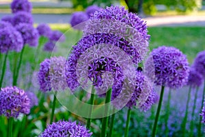 Allium hollandicum persian onion dutch garlic purple sensation rain flowering plant, ornamental flowers in bloom. a