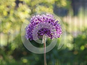 Allium hollandicum `Purple Sensation`