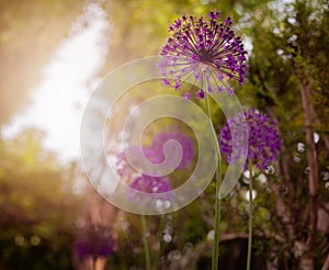 Allium hollandicum `Purple Sensation`