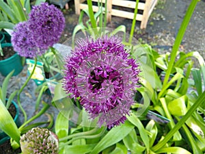 Allium hollandicum `Purple Sensation`