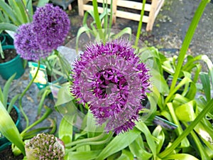 Allium hollandicum `Purple Sensation`
