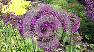 Allium hollandicum `Purple Sensation