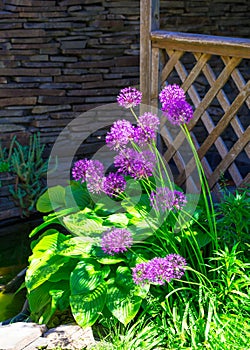 Allium hollandicum `Purple Sensation` Dutch Garlic or Persian Onion in a flowerbed.