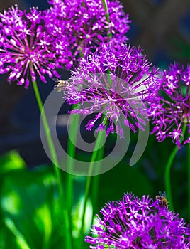Allium hollandicum `Purple Sensation` Dutch Garlic or Persian Onion in a flowerbed.