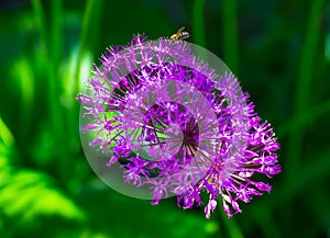 Allium hollandicum `Purple Sensation` Dutch Garlic or Persian Onion in a flowerbed.