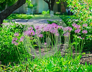 Allium hollandicum `Purple Sensation` Dutch Garlic or Persian Onion in a flowerbed. Blooming Allium.