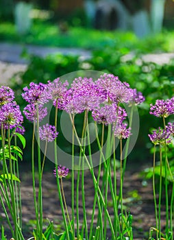 Allium hollandicum `Purple Sensation` Dutch Garlic or Persian Onion in a flowerbed. Blooming Allium.