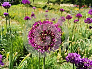 Allium hollandicum 'Purple Sensation' (Ornamental Onion)