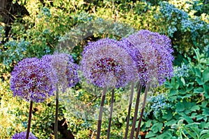 Allium hybridum globemaster