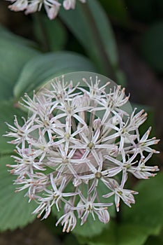 Allium karataviense Ivory Queen flower sphere with pinkish-white, star-shaped flowers