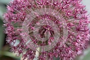 Allium karataviense Red and pink Giant, flower sphere in close-up