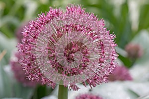 Allium karataviense Red and Pink Giant, flower sphere in dew