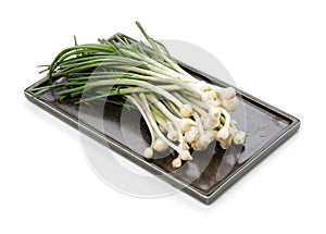 Allium macrostemon Bunge