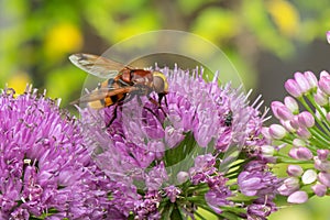 Allium millenium with hornet mimic hoverfly