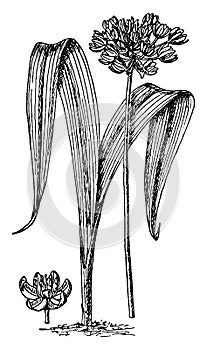 Allium Moly vintage illustration