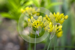 Allium moly yellow golden lily leek garlic flowers in bloom, ornamental garden springtime flowering plant
