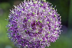 Allium, monocotyledonous, flowering plants