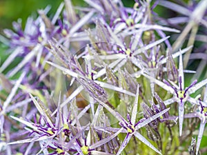 Allium, monocotyledonous, flowering plants