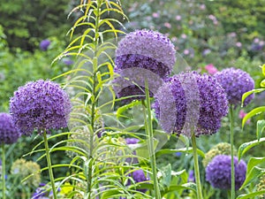 Allium, monocotyledonous, flowering plants