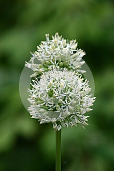 Allium Mount Everest