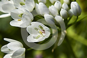 Allium neapolitanum flowerhead